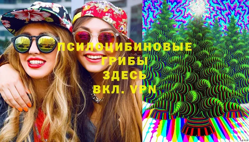 сколько стоит  Арсеньев  OMG как зайти  Псилоцибиновые грибы Cubensis 